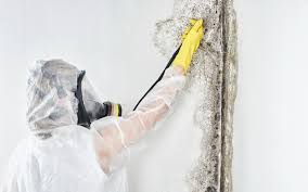 Professional Mold Inspection in Hamlet, IN